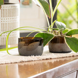 Rolf Glass Twice Around Citrus Garden Mocha 2in Mini Sipper is great for starting plants