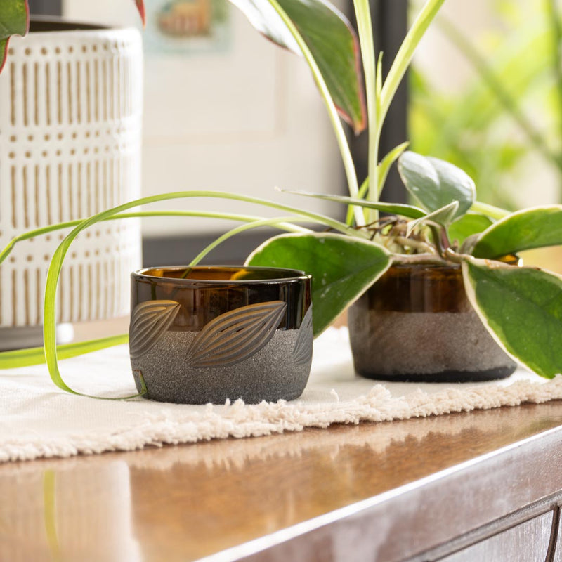 Rolf Glass Twice Around Citrus Garden Mocha 2in Mini Sipper is great for starting plants